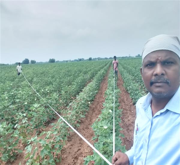 Warangal Urban District                                                                                                                                                                                                                                    - Crop Cutting Expts.,                                                                                                                                   - Cotton CCE selection Checking diagonal Measurement                                                                                                                                                                                                              - dt.02/09/2019          